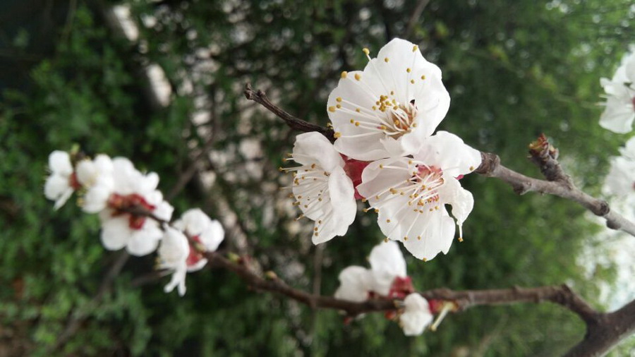 花开正好-郑瑞新摄.jpg
